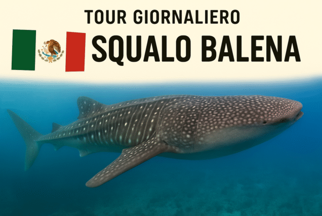 Squalo Balena
